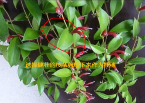 口红吊兰怎么扦插图解 口红吊兰的养殖方法和注意事项有哪些