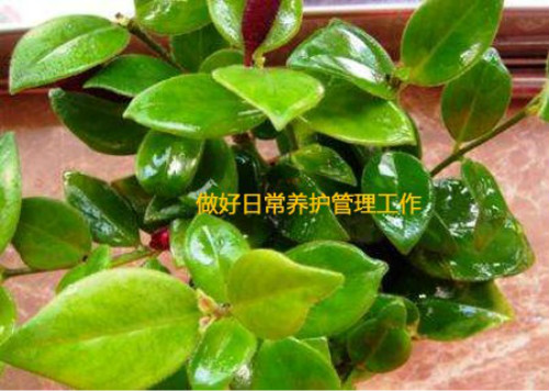 口红吊兰怎么扦插图解 口红吊兰的养殖方法和注意事项有哪些