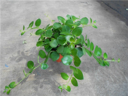 口红吊兰怎么扦插图解 口红吊兰的养殖方法和注意事项有哪些