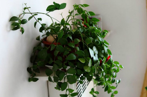 口红吊兰怎么扦插图解 口红吊兰的养殖方法和注意事项有哪些