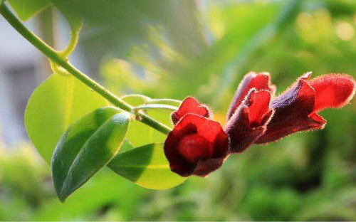 口红吊兰怎么扦插图解 口红吊兰的养殖方法和注意事项有哪些