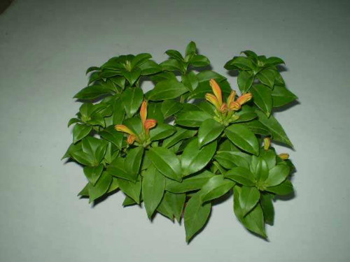 口红吊兰怎么扦插图解 口红吊兰的养殖方法和注意事项有哪些