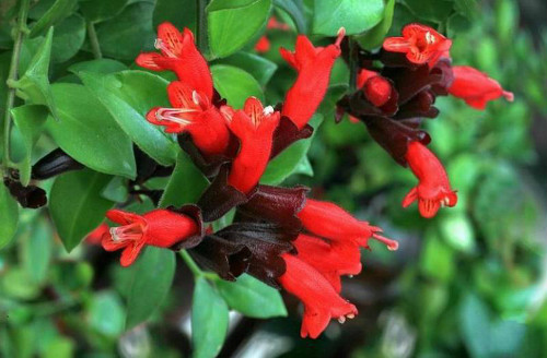 口红吊兰怎么扦插图解 口红吊兰的养殖方法和注意事项有哪些