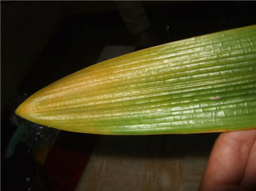 君子兰叶子发黄怎么办原因及补救措施 君子兰叶子发黄能剪吗