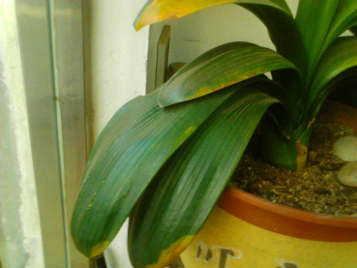 君子兰叶子发黄怎么办原因及补救措施 君子兰叶子发黄能剪吗