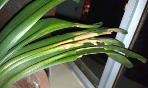 君子兰叶子发黄怎么办原因及补救措施 君子兰叶子发黄能剪吗