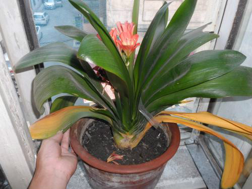 君子兰叶子发黄怎么办原因及补救措施 君子兰叶子发黄能剪吗