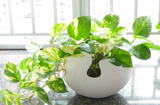 黄金葛是绿萝吗和绿萝的区别哪个好?黄金葛在风水上的作用