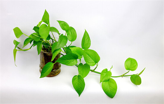 黄金葛是绿萝吗和绿萝的区别哪个好?黄金葛在风水上的作用