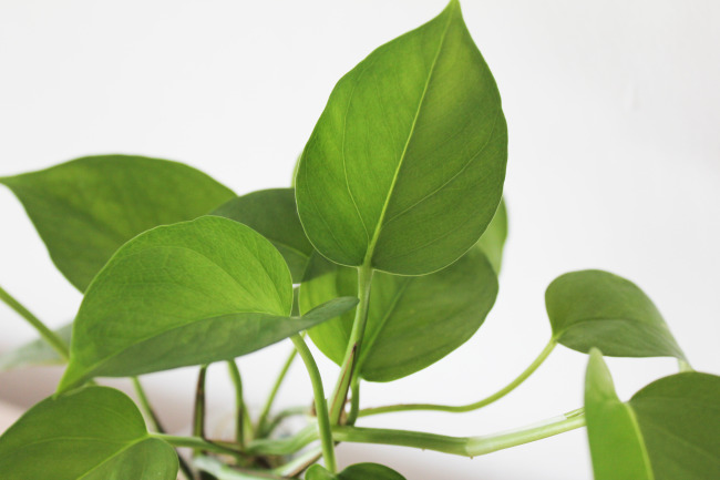 黄金葛是绿萝吗和绿萝的区别哪个好?黄金葛在风水上的作用