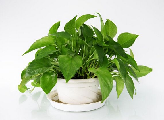 黄金葛是绿萝吗和绿萝的区别哪个好?黄金葛在风水上的作用