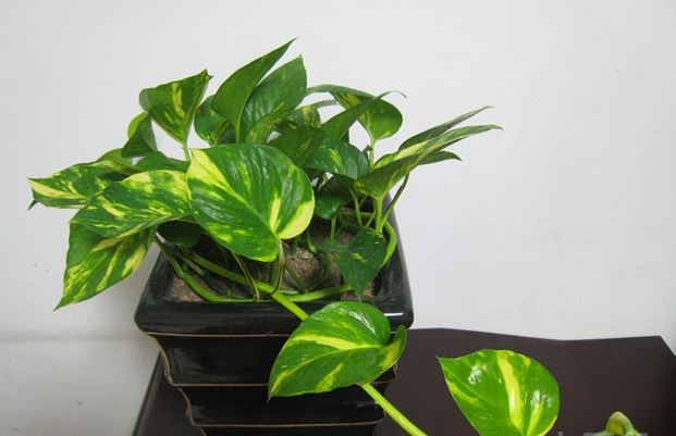 黄金葛是绿萝吗和绿萝的区别哪个好?黄金葛在风水上的作用