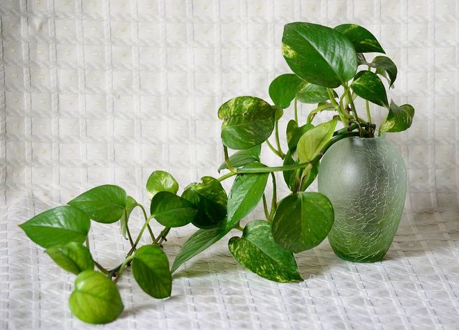 黄金葛是绿萝吗和绿萝的区别哪个好?黄金葛在风水上的作用