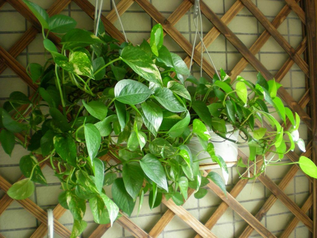 黄金葛是绿萝吗和绿萝的区别哪个好?黄金葛在风水上的作用