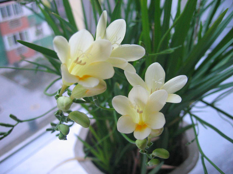 怎么种植小苍兰不倒伏技巧要点 小苍兰什么时候种植种球种植方法