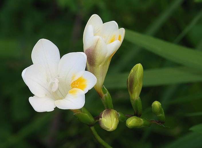 怎么种植小苍兰不倒伏技巧要点 小苍兰什么时候种植种球种植方法