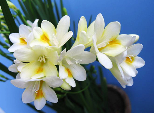 怎么种植小苍兰不倒伏技巧要点 小苍兰什么时候种植种球种植方法