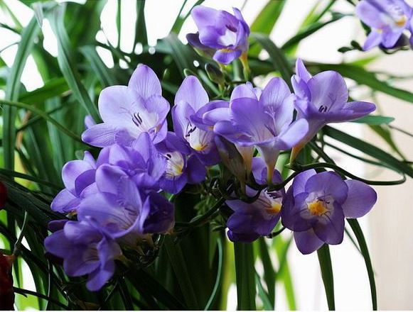 怎么种植小苍兰不倒伏技巧要点 小苍兰什么时候种植种球种植方法