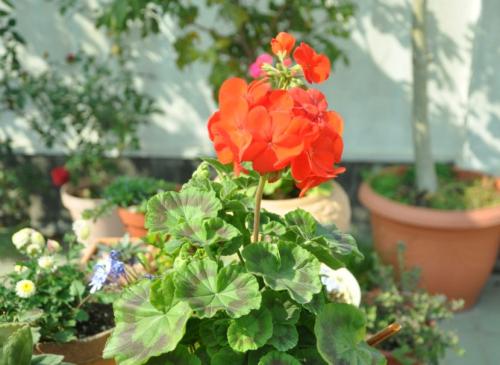 天竺葵光长叶子不开花的原因及解决办法,如何才能让天竺葵开花多