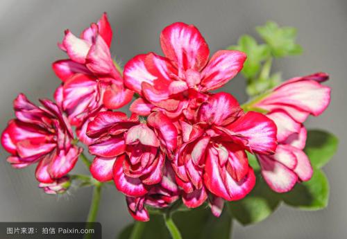 天竺葵光长叶子不开花的原因及解决办法,如何才能让天竺葵开花多