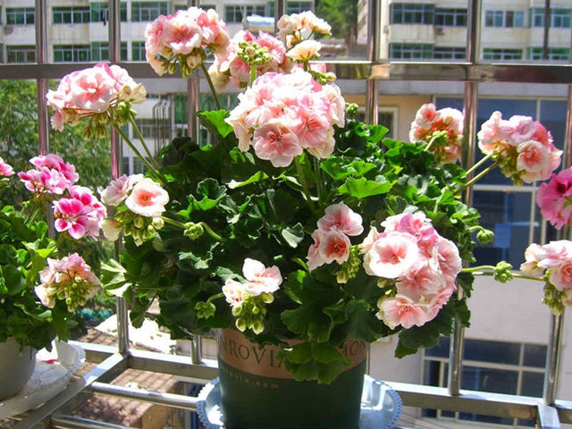 天竺葵光长叶子不开花的原因及解决办法,如何才能让天竺葵开花多