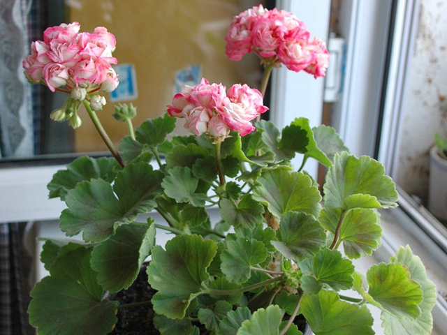 天竺葵光长叶子不开花的原因及解决办法,如何才能让天竺葵开花多