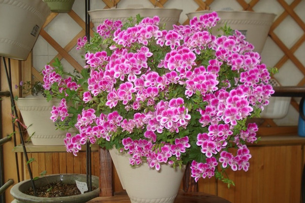 天竺葵光长叶子不开花的原因及解决办法,如何才能让天竺葵开花多