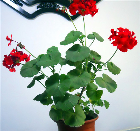 天竺葵光长叶子不开花的原因及解决办法,如何才能让天竺葵开花多