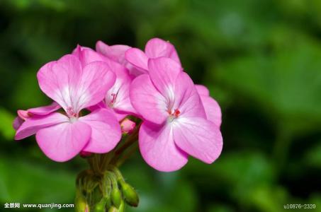天竺葵光长叶子不开花的原因及解决办法,如何才能让天竺葵开花多