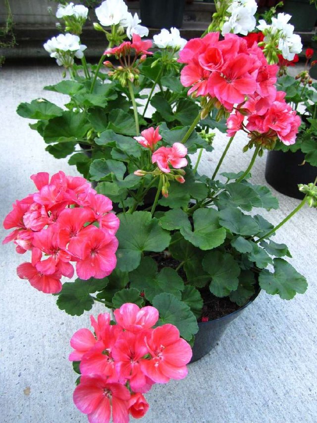 天竺葵光长叶子不开花的原因及解决办法,如何才能让天竺葵开花多