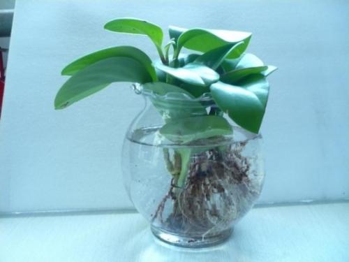 ˮ�ඹ������򵥵���������ͼ��,ˮ�ඹ���̵���ֳ����ע������