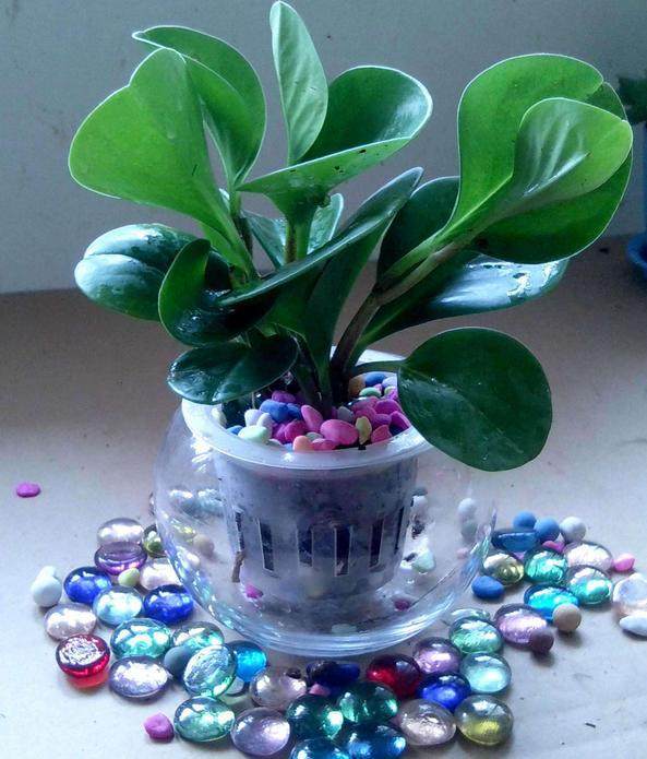 ˮ�ඹ������򵥵���������ͼ��,ˮ�ඹ���̵���ֳ����ע������