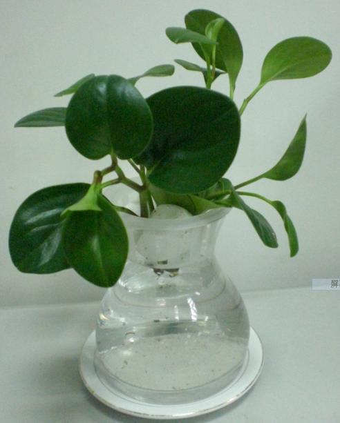 ˮ�ඹ������򵥵���������ͼ��,ˮ�ඹ���̵���ֳ����ע������