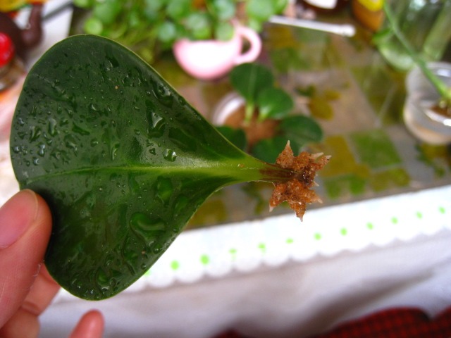 豆瓣绿叶插繁殖的步骤过程图,豆瓣绿叶插要插多深怎么样才发芽快