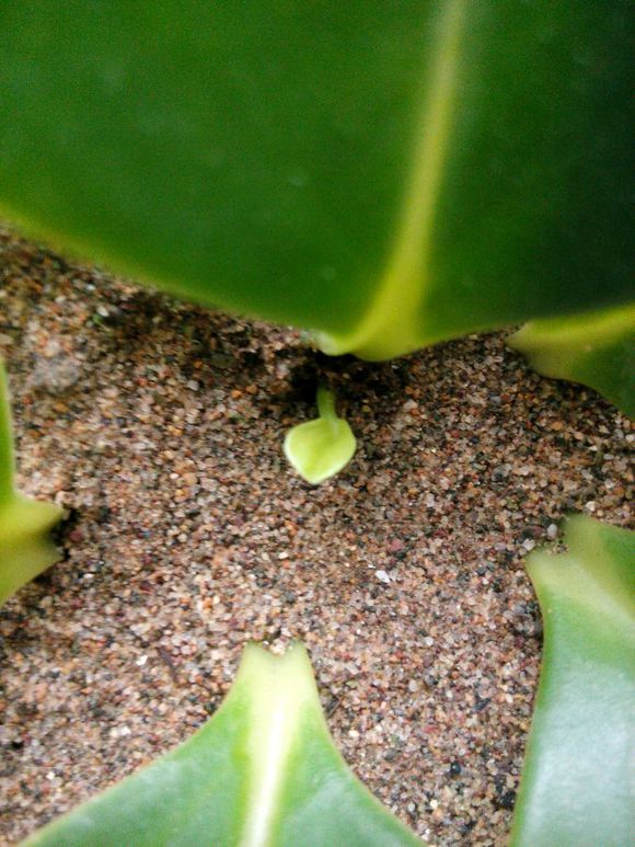 豆瓣绿叶插繁殖的步骤过程图,豆瓣绿叶插要插多深怎么样才发芽快