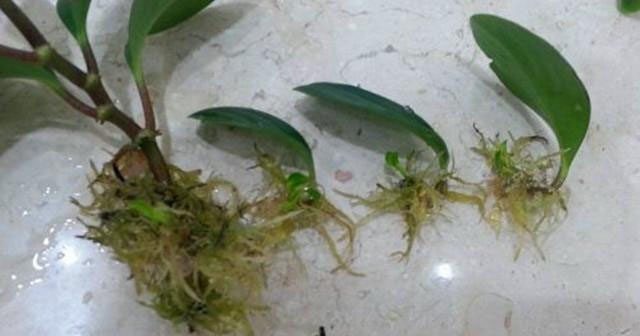 豆瓣绿叶插繁殖的步骤过程图,豆瓣绿叶插要插多深怎么样才发芽快