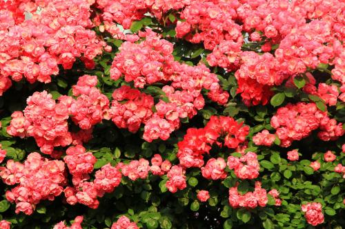 蔷薇花有种子吗怎么种图片种植方法 蔷薇种子什么时候种植介绍