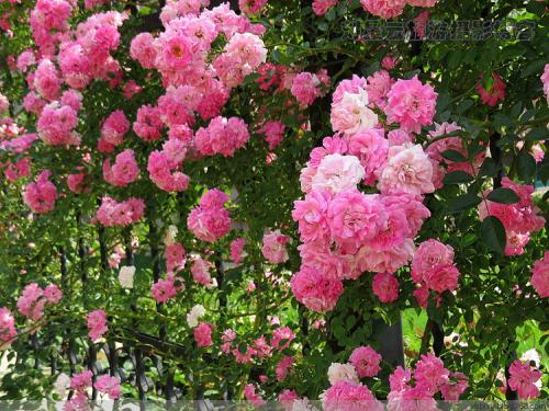 蔷薇花有种子吗怎么种图片种植方法 蔷薇种子什么时候种植介绍