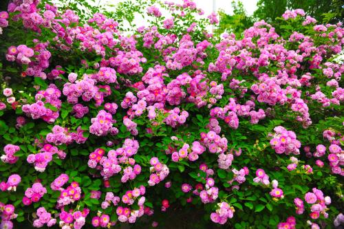 蔷薇花有种子吗怎么种图片种植方法 蔷薇种子什么时候种植介绍