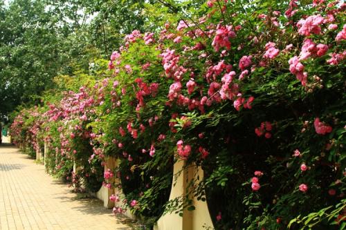 蔷薇花怎么修剪图解什么时候修剪 室内蔷薇花的修剪方法图片