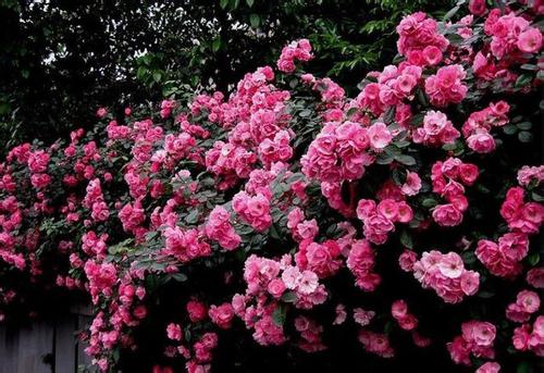 蔷薇花怎么修剪图解什么时候修剪 室内蔷薇花的修剪方法图片