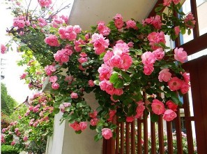 家里养蔷薇花好吗风水好吗 蔷薇花有哪些风水方位以及风水作用