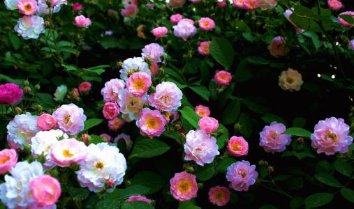 家里养蔷薇花好吗风水好吗 蔷薇花有哪些风水方位以及风水作用