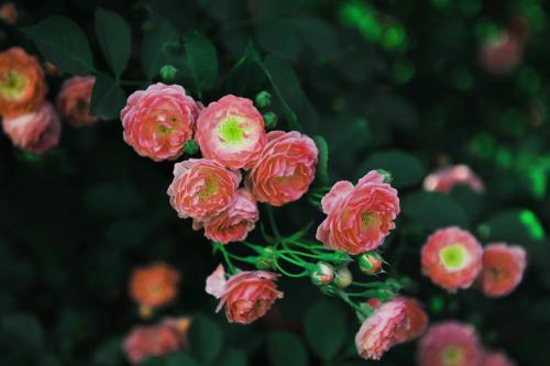 家里养蔷薇花好吗风水好吗 蔷薇花有哪些风水方位以及风水作用