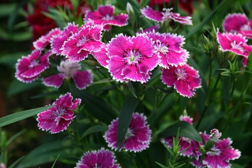 石竹花怎么繁殖?石竹花常用的繁殖方法过程图解