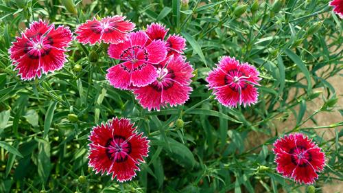 ʯôֳʯ񻨳õķֳͼ