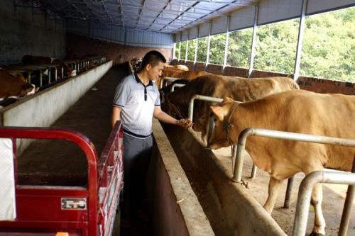 养牛还能赚钱吗为何农村不养了?农村养牛亏本的原因分析