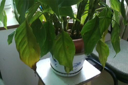 万年青叶子发黄怎么办 万年青为什么叶子下垂发黄原因及补救方法