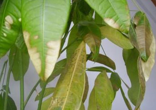 万年青叶子发黄怎么办 万年青为什么叶子下垂发黄原因及补救方法