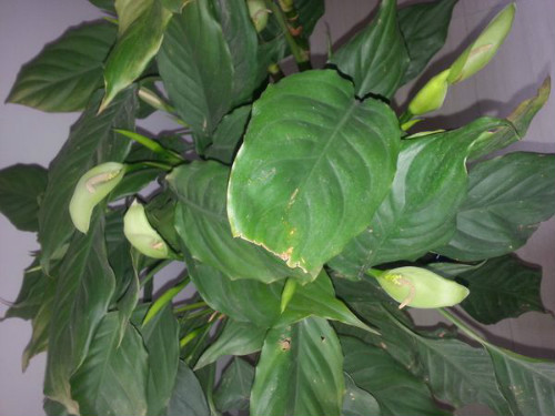 万年青叶子发黄怎么办 万年青为什么叶子下垂发黄原因及补救方法